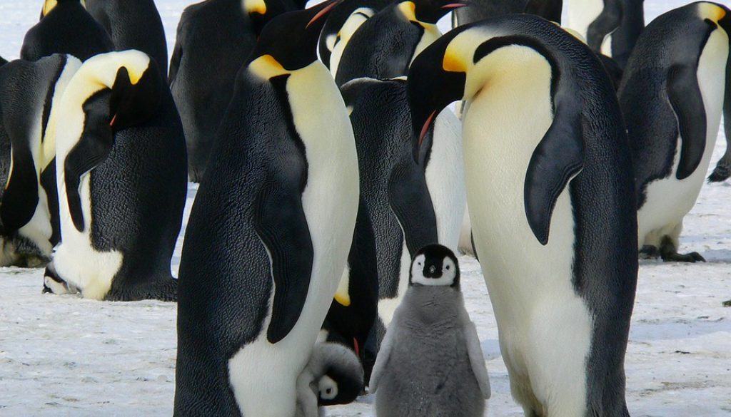 emperor-penguins-429128_960_720
