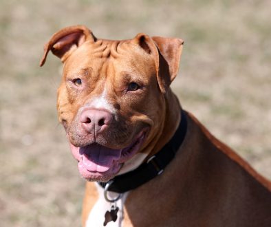 red-nosed-pit-bull-3406870_960_720